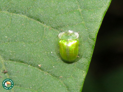 Plagiometriona herbea