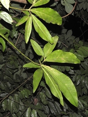 Syngonium macrophyllum