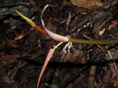 Philodendron hederaceum