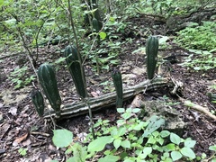 Stenocereus eichlamii