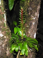 Tillandsia heliconioides