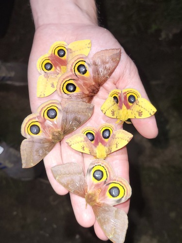 Io Moth, photo 5 of 10