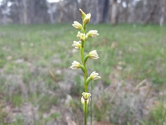 Prasophyllum plumiforme