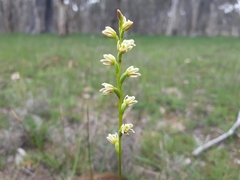 Prasophyllum plumiforme