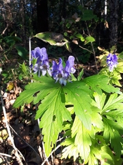 Aconitum axilliflorum