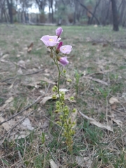 Drosera stricticaulis