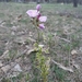 Drosera stricticaulis - Photo (c) Ray Turnbull,  זכויות יוצרים חלקיות (CC BY-NC), הועלה על ידי Ray Turnbull