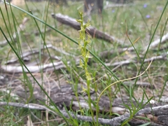 Prasophyllum gracile