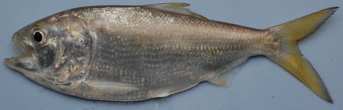 Gulf Menhaden