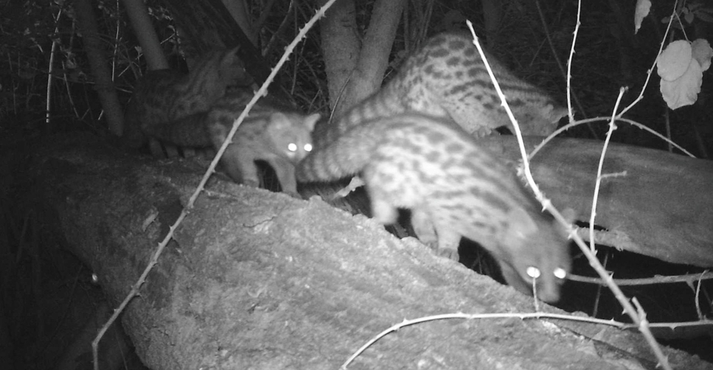 Common Genet
