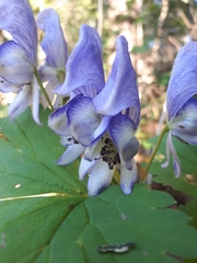 Aconitum axilliflorum