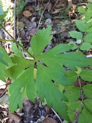 Aconitum axilliflorum