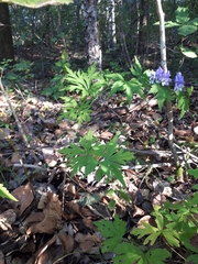 Aconitum axilliflorum