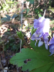 Aconitum axilliflorum