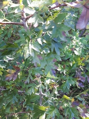 Crataegus pinnatifida