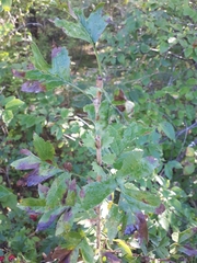 Crataegus pinnatifida