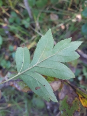 Crataegus pinnatifida