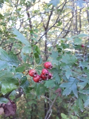 Crataegus pinnatifida