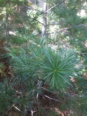Pinus koraiensis