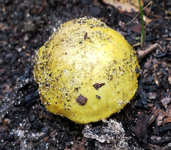 Tricholoma intermedium