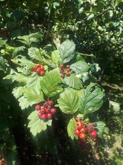 Crataegus maximowiczii