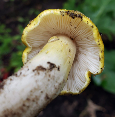 Tricholoma intermedium