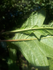 Crataegus maximowiczii