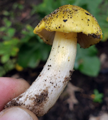 Tricholoma intermedium