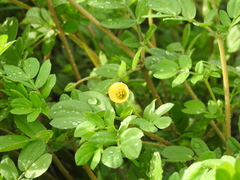 Kallstroemia maxima