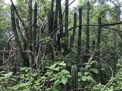 Stenocereus eichlamii