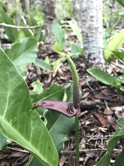 Anthurium schlechtendalii
