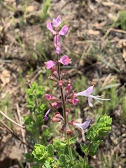 Syncolostemon transvaalensis