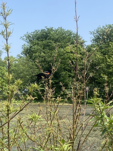Red-winged Blackbird