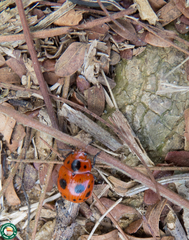 Stilodes nigriventris