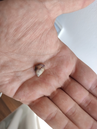 Isognomon bicolor