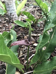 Anthurium schlechtendalii