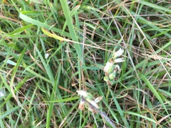 Spiranthes incurva