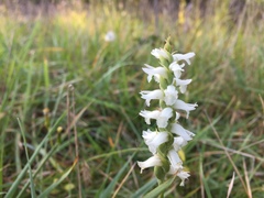 Spiranthes incurva