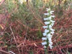 Spiranthes incurva