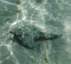 Ogcocephalus