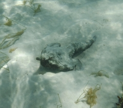 Ogcocephalus