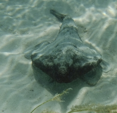 Ogcocephalus