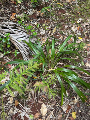 Dianella intermedia observed 2025-06-01