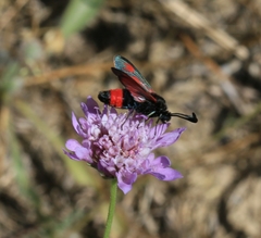 Zygaena sarpedon