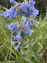 Penstemon watsonii, photograph (c) Archer Silverman, some rights reserved (CC BY)