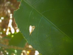 Glaucocharis leucoxantha