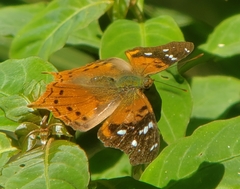 Hypanartia kefersteini