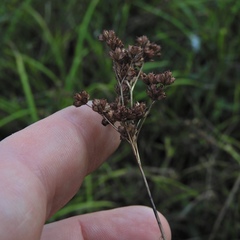 Juncus biflorus