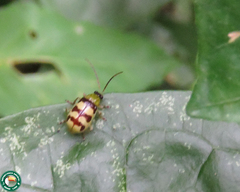 Diabrotica sinuata