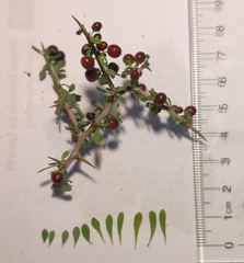 Condalia spathulata